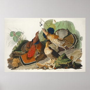 Poster Art de la nature de l'oiseau Tétras du Canada Audu
