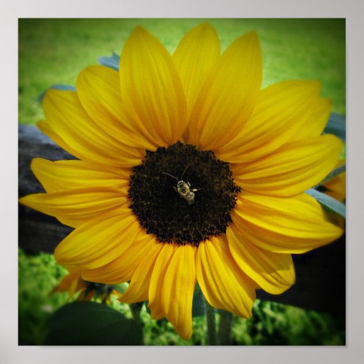 Poster Art de l'affiche du tournesol et de l'abeille (Devant)