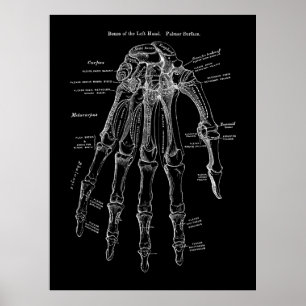 Poster Art de l'anatomie des os humains
