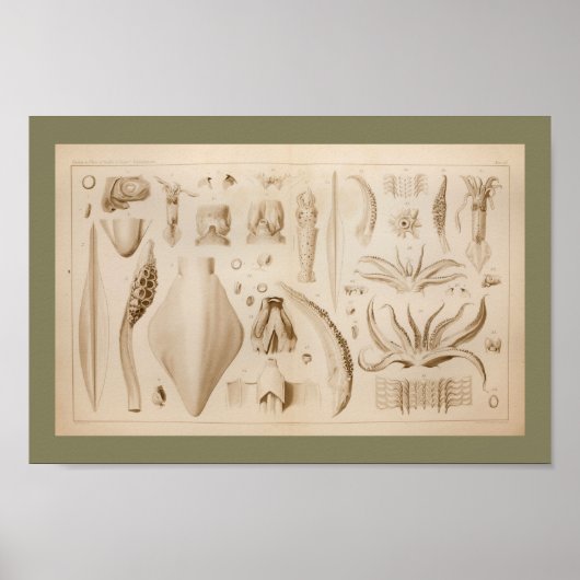 Poster Art de l'anatomie des poulpes de calmar Vintage 18 (Devant)