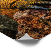 Poster Art de reptile Iguane (Coin)