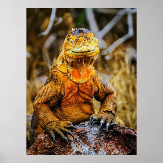 Poster Art de reptile Iguane (Devant)