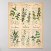 Poster Art de script d'herbes de cuisine botaniques vinta (Devant)