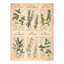 Art de script d'herbes de cuisine botaniques vinta