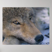 Poster Art de Wolf Lovers (Devant)