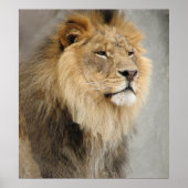 Poster art des lions (Devant)