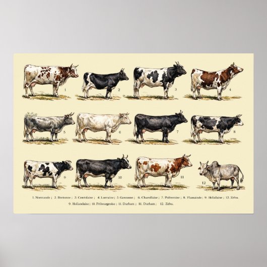 Poster Art des races bovines rétro (Devant)