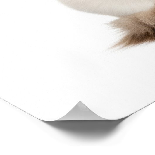 Poster Art du chat Ragdoll (Coin)