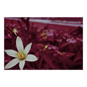 Poster Art du paysage des fleurs océanes