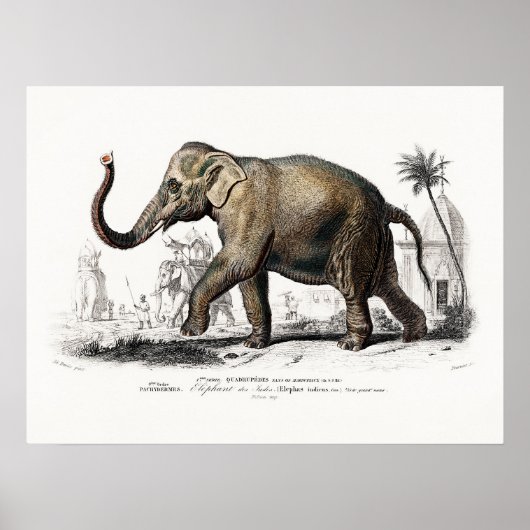Poster Art Eléphant vintage par Charles D'Orbigny (Devant)