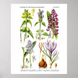 Poster Art Fleur sauvage anglais Imprimer no 10 Art botan