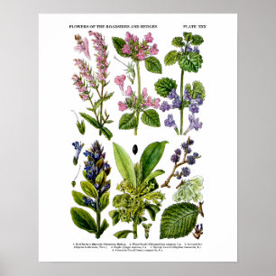Poster Art Fleur sauvage anglais Imprimer no 8 Art botani