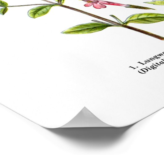 Poster Art Fleur sauvage anglais Imprimés n° 3 Art botani (Coin)