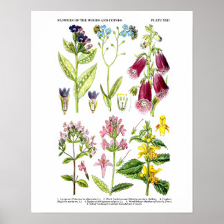Poster Art Fleur sauvage anglais Imprimés n° 3 Art botani