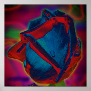 Poster Art floral de rosier goutte de pluie bleu et rouge