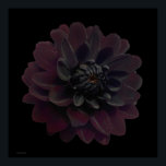 Poster Art floral moderne Pop Art noir Dahlia Fleur sur n<br><div class="desc">Belle fleur de dahlia violet violet de velours profond sur cet art floral cool et moderne imprimé d'une photo de Paul Stickland. Une fleur gothique sur un arrière - plan carré de pop art noir. J’adore les dahlias et je cultive beaucoup dans notre jardin, il y a quelque chose de...</div>