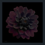 Poster Art floral moderne Pop Art noir Dahlia Fleur sur n<br><div class="desc">Belle fleur de dahlia violet violet de velours profond sur cet art floral cool et moderne imprimé d'une photo de Paul Stickland. Une fleur gothique sur un arrière - plan carré de pop art noir. J’adore les dahlias et je cultive beaucoup dans notre jardin, il y a quelque chose de...</div>
