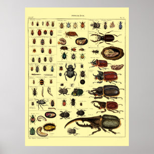 Poster Art Insectes Coléoptères Ere Victorienne Vintage 1