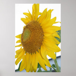 Poster art jaune de macro de tournesol