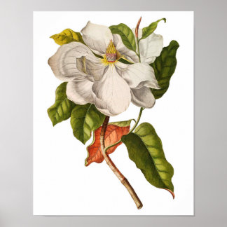 Poster Art Magnolia vintage Imprimer #5 Mur Botanique