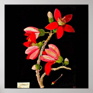 Poster Art-Mary Affiche-Botanique Delany 10