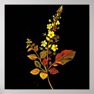Poster Art-Mary Affiche-Botanique Delany 8