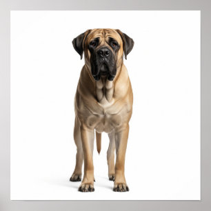 Poster Art Mastiff