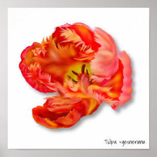 Poster Art numérique de la tulipe de perroquet orange fla