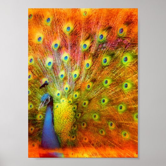 Poster Art numérique Peacock (Devant)