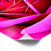 Poster Art numérique rose Roses-48345 (Coin)