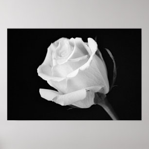 Poster Art photographique noir et blanc Rose blanche Impr