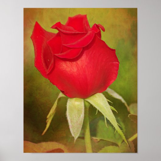 Poster Art photographique Red Rose Bud (Devant)