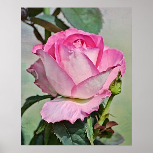 Poster Art photographique rose (Devant)