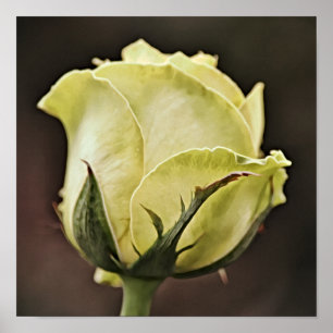 Poster Art photographique rose jaune