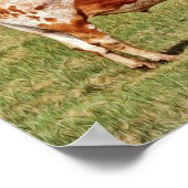 Poster Art photographique Texas Longhorn Cow (Coin)