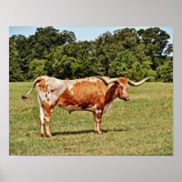Art photographique Texas Longhorn Cow