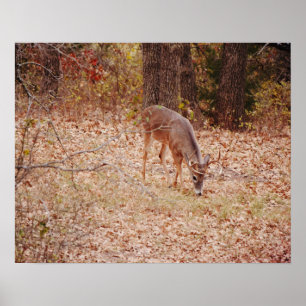 Poster Art photographique Wild Deer Buck de 8 points Impr