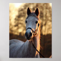 Art pour les amateurs de chevaux - Portrait photo