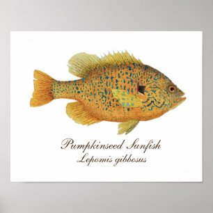 Poster Art Pumpkinseed