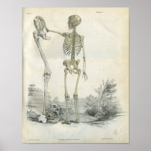 Poster Art Skeleton humain