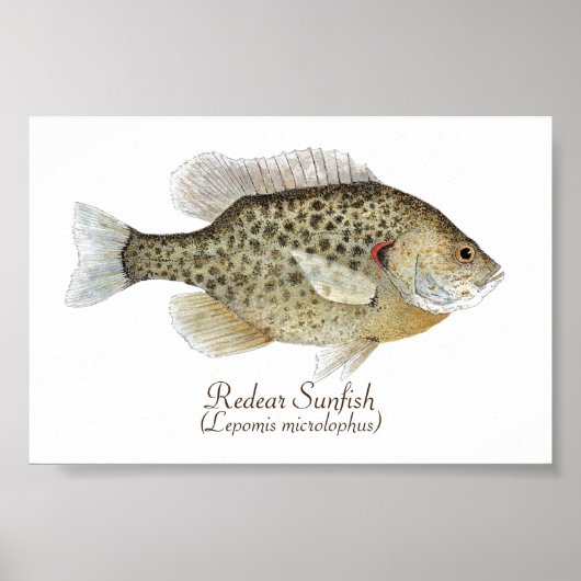 Poster Art Sunfish (Devant)