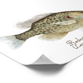 Poster Art Sunfish (Coin)