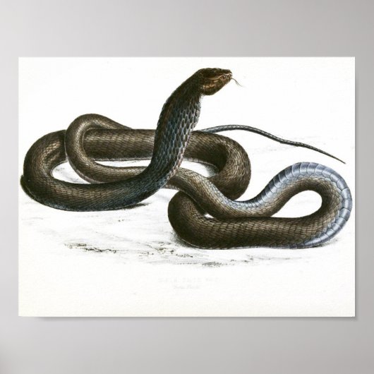 Poster Art vintage Black King Cobra (Devant)