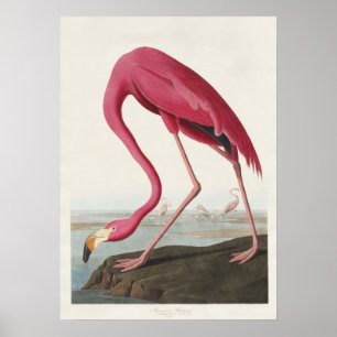 Poster Art vintage d'Audubon sur le flamant rose américai