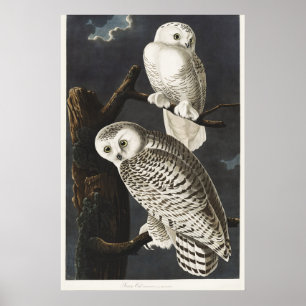 Poster Art vintage de l'oiseau de nuit Hibou blanc d'Audu