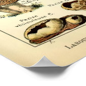 Poster Art vintage des champignons de 1909 par Adolphe Mi (Coin)