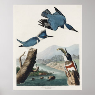 Poster Art vintage du martin-pêcheur à ceinture d'Audubon