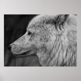 Poster Artc Wolf