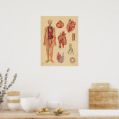Poster Artères cardiaques vintages Anatomie humaine Graph (Cuisine)