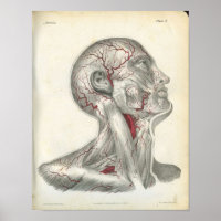Artères de la tête et du cou Anatomie Imprimer